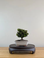 NORWAY SPRUCE (NS10004)