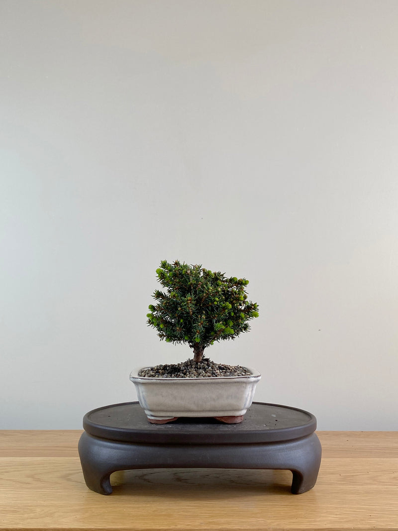 NORWAY SPRUCE (NS10004)