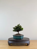 NORWAY SPRUCE (NS10005)