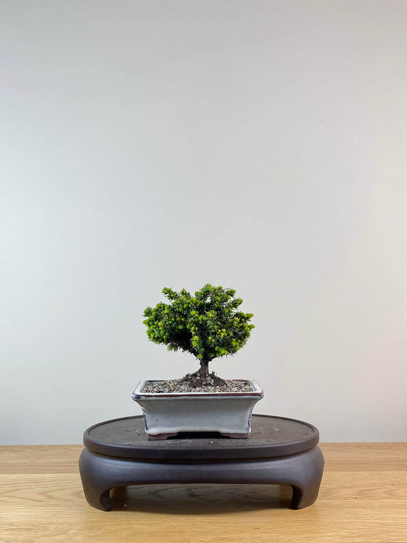 NORWAY SPRUCE (NS11001)