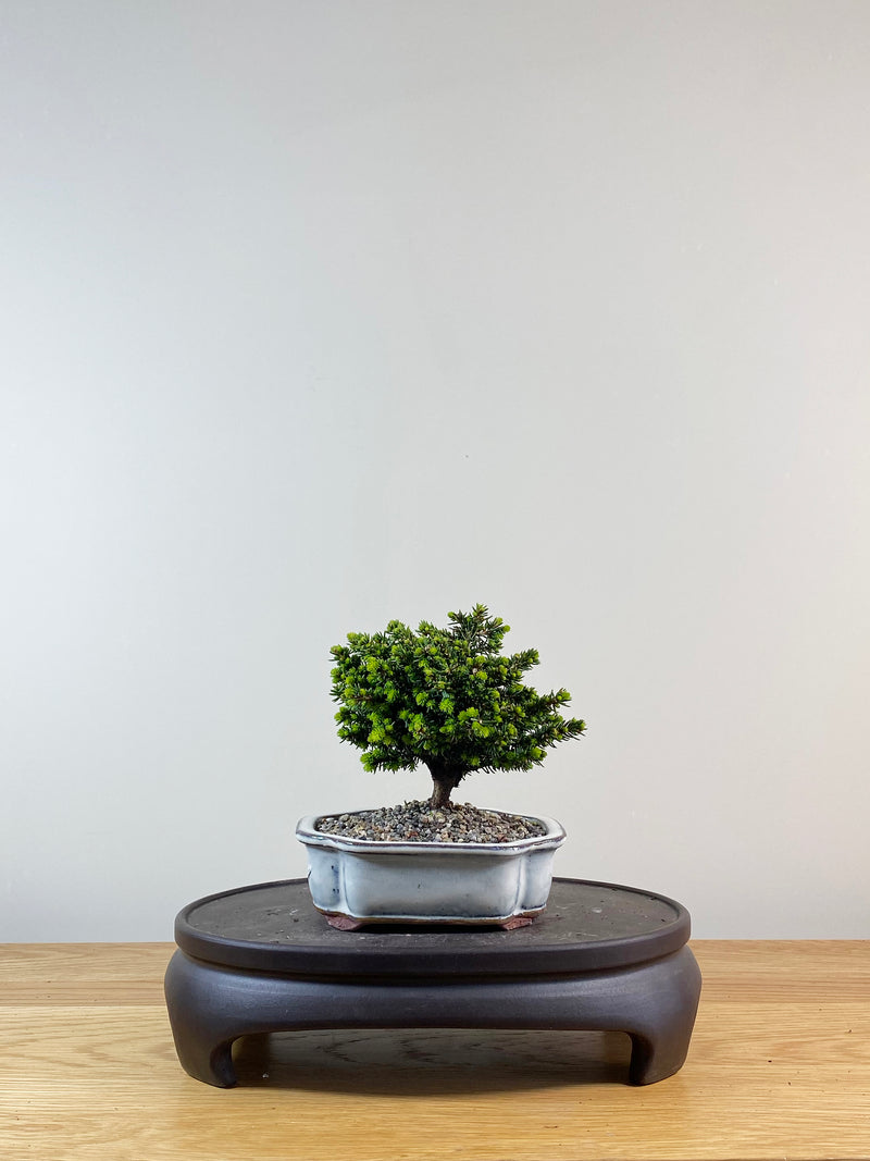 NORWAY SPRUCE (NS11002)