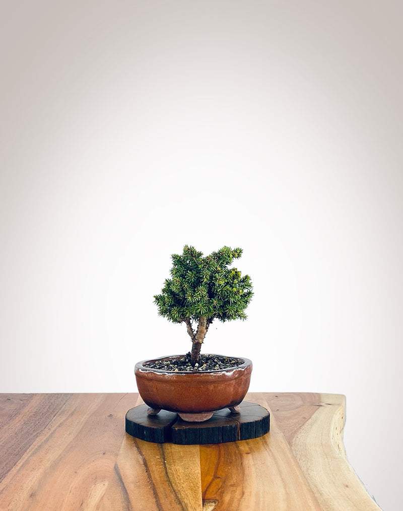 Norway Spruce (NS2109006)