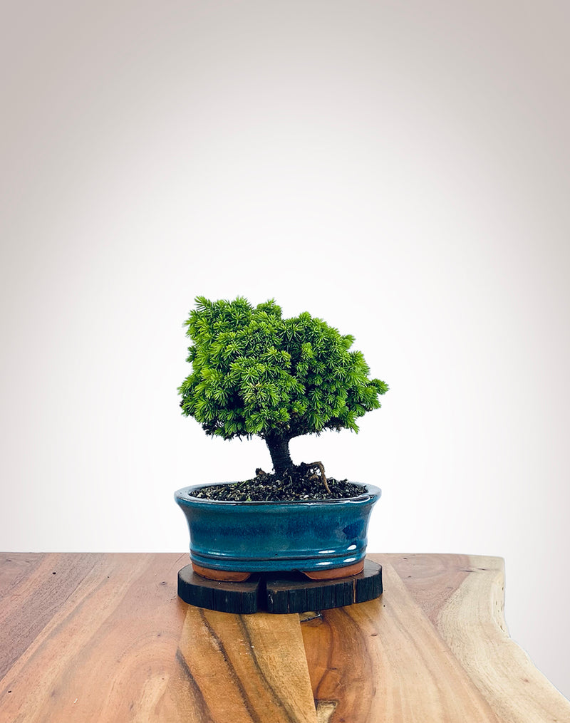 Norway Spruce (NS2110006)