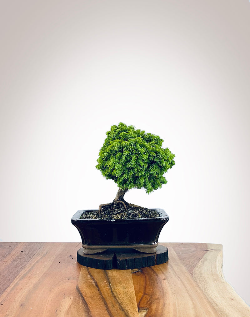 Norway Spruce (NS2110013)