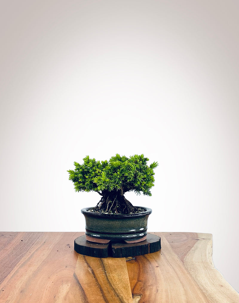 Norway Spruce (NS2110014)