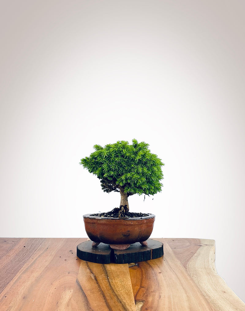 Norway Spruce (NS2110016)