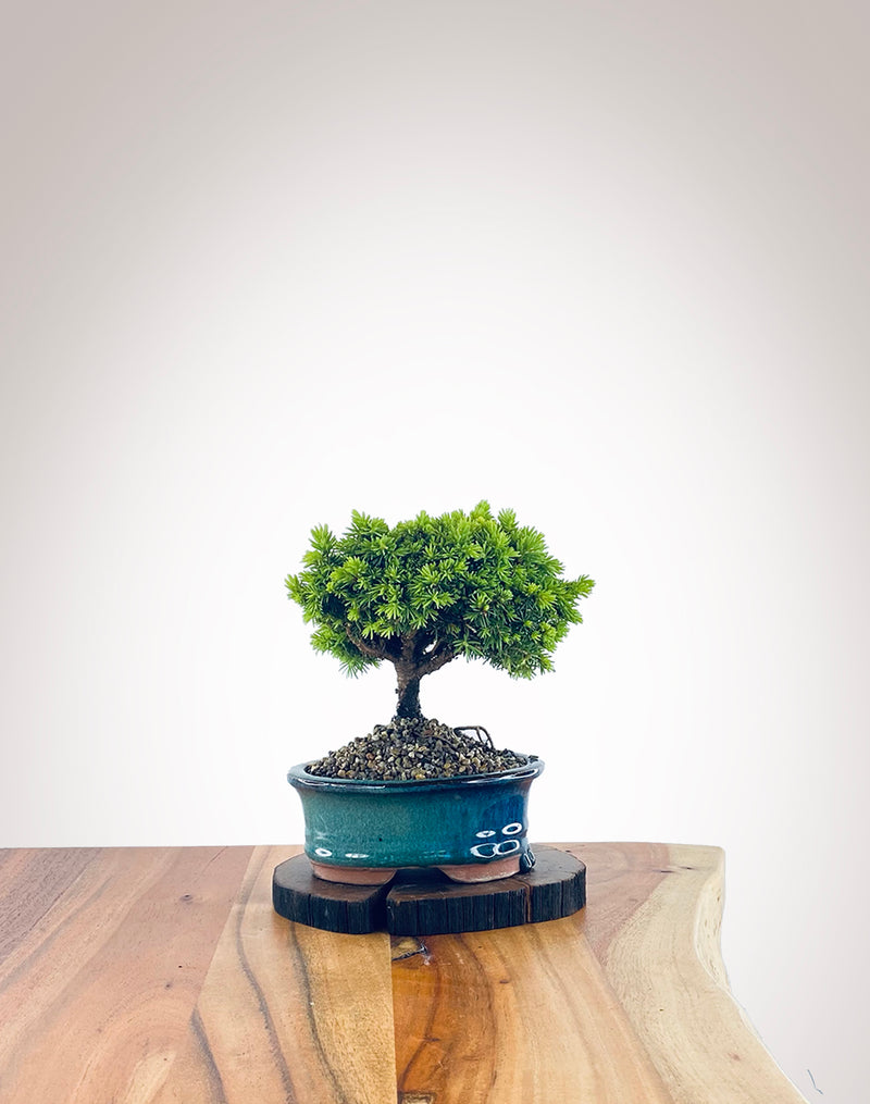 Norway Spruce (NS2111006)