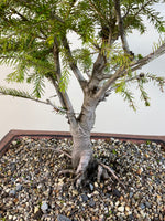 ORIENTAL SPRUCE (OS04001) - MiniGardens NZ