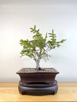 ORIENTAL SPRUCE (OS04001) - MiniGardens NZ