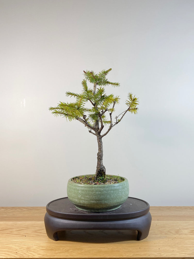 ORIENTAL SPRUCE (OS04002) - MiniGardens NZ