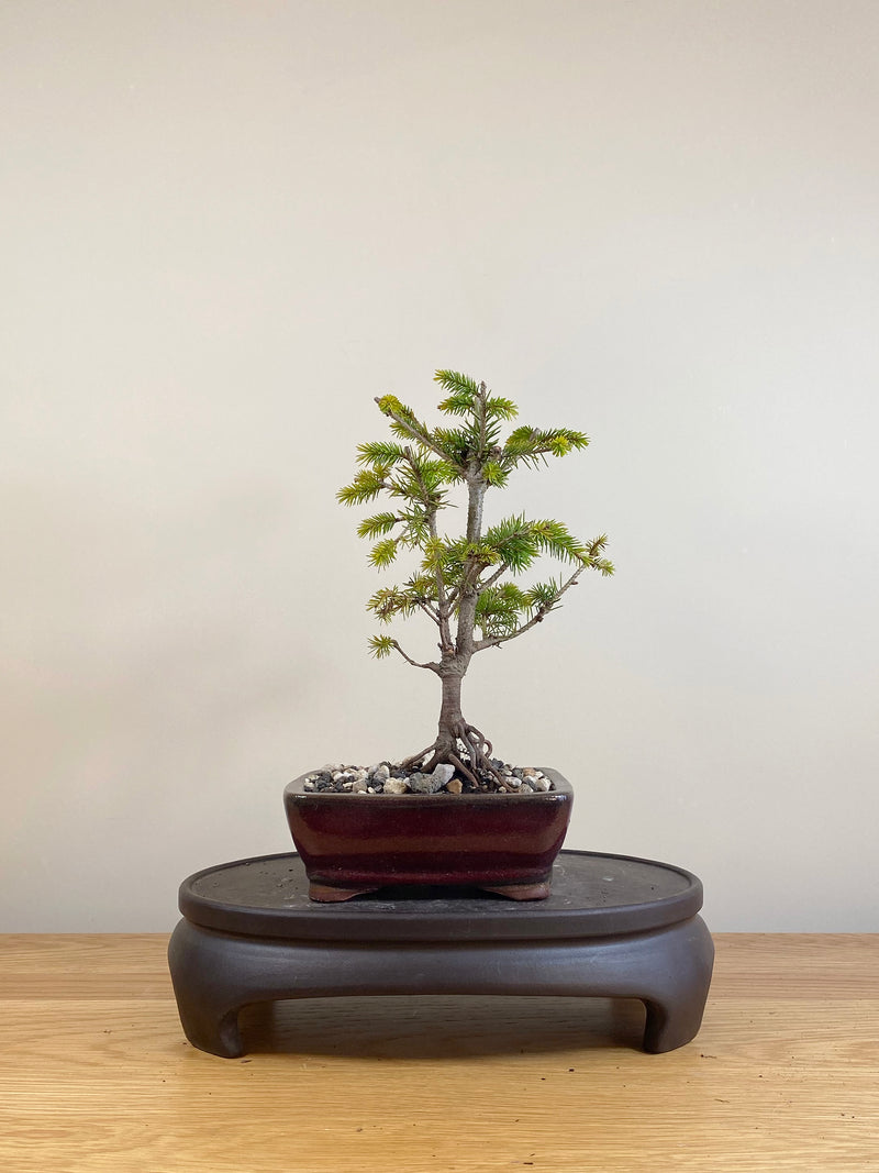 ORIENTAL SPRUCE (OS05004)