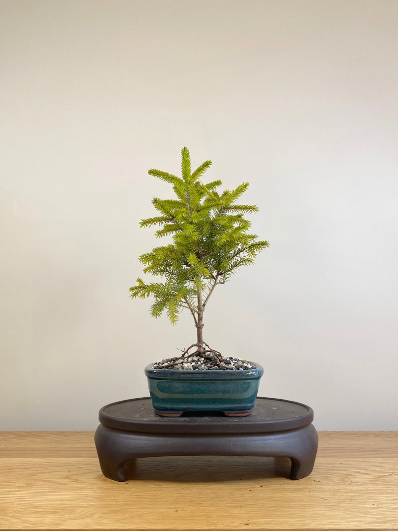 ORIENTAL SPRUCE (OS05006)