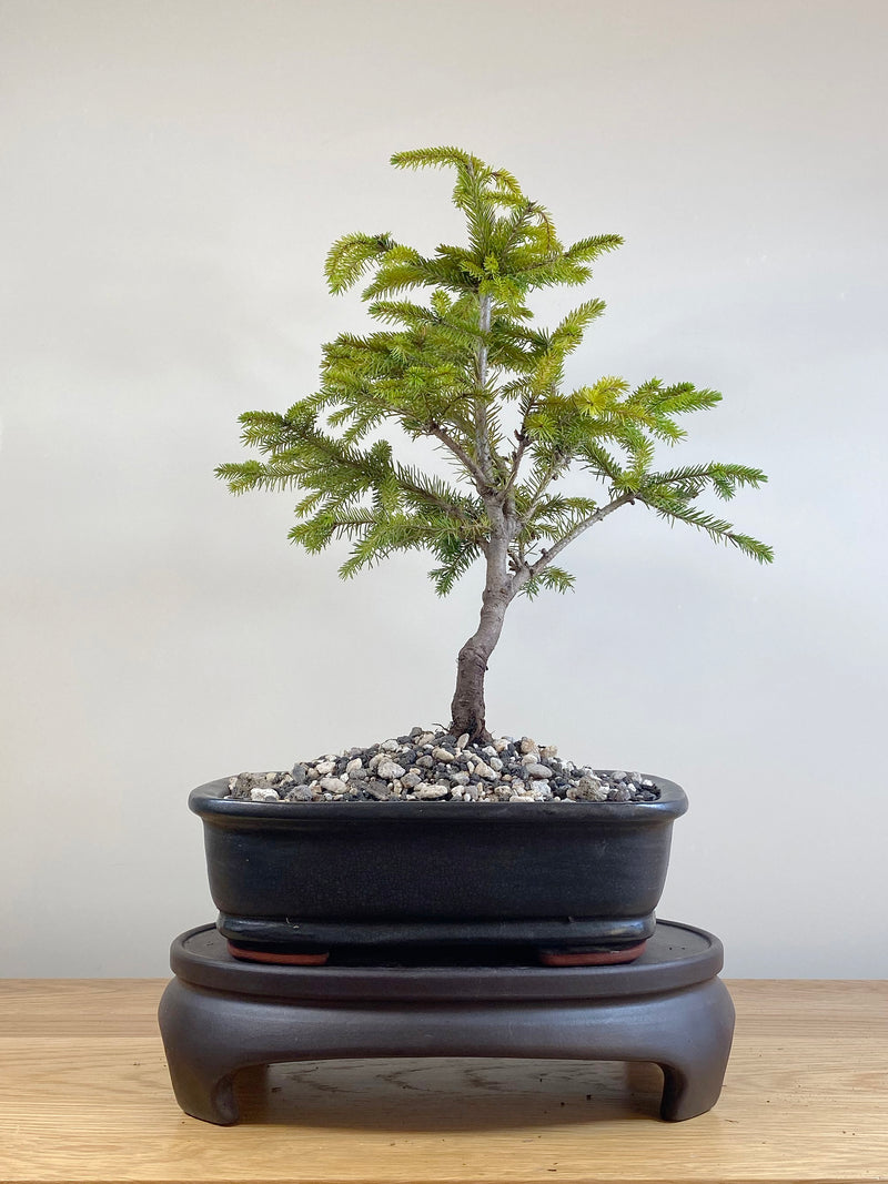 ORIENTAL SPRUCE (OS05009)