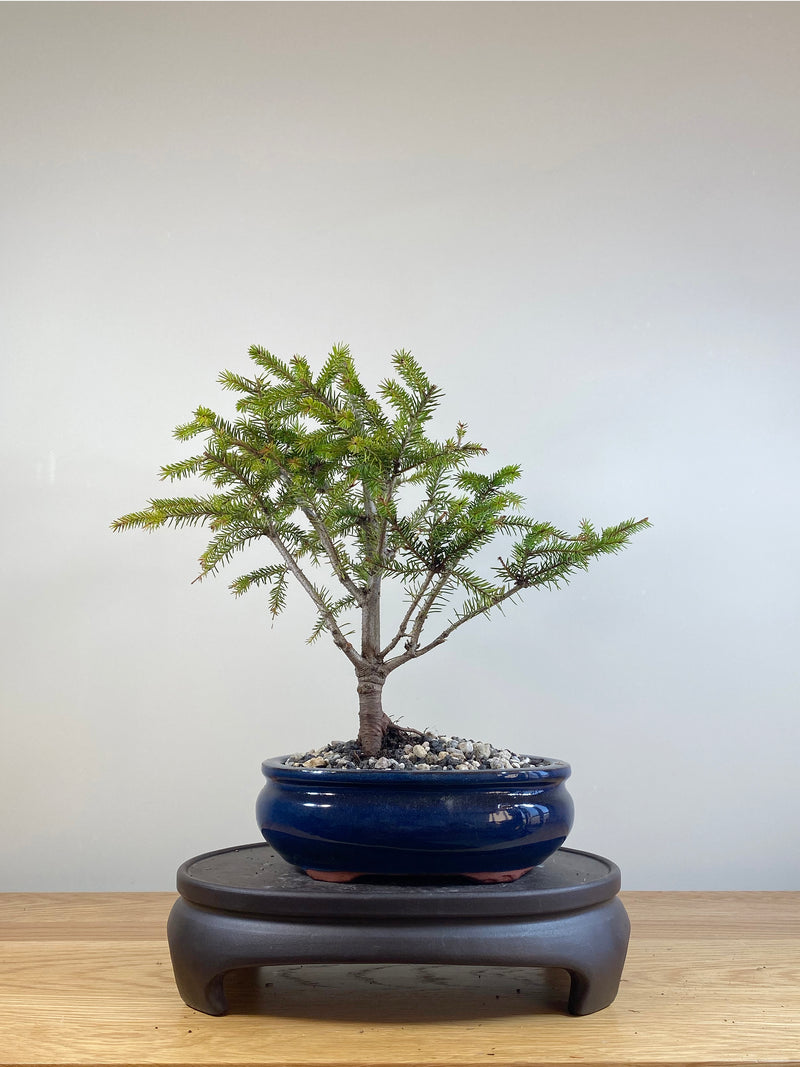 ORIENTAL SPRUCE (OS05011)