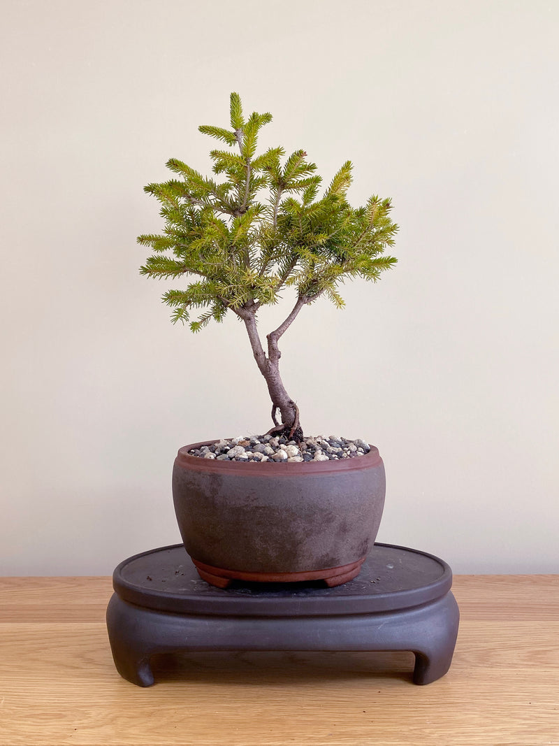 ORIENTAL SPRUCE (OS05100)