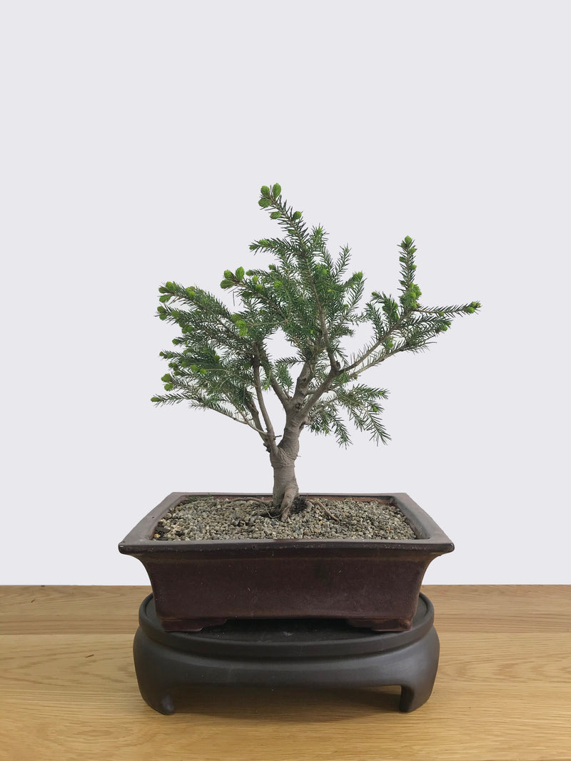 ORIENTAL SPRUCE (OS11001) - MiniGardens NZ