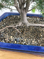 ORIENTAL SPRUCE (OS11002) - MiniGardens NZ