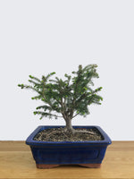 ORIENTAL SPRUCE (OS11002) - MiniGardens NZ