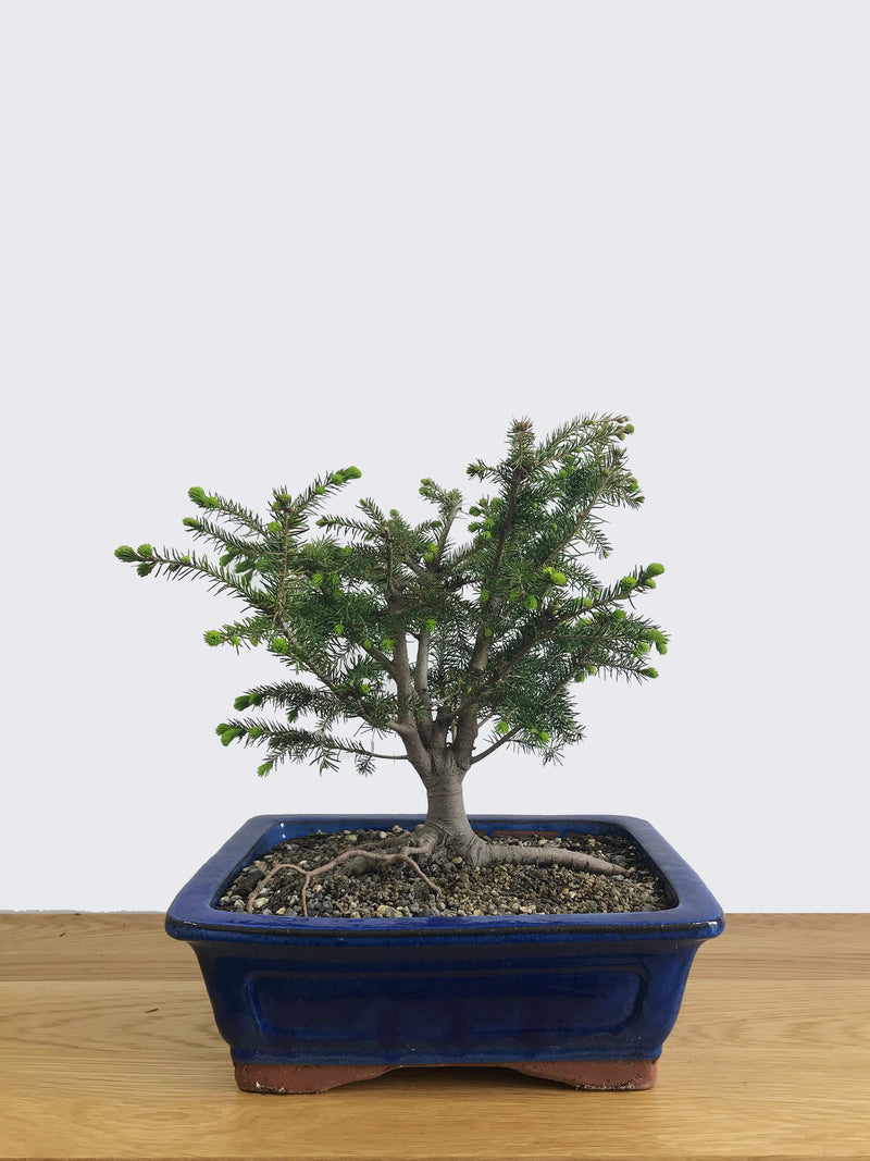 ORIENTAL SPRUCE (OS11002) - MiniGardens NZ