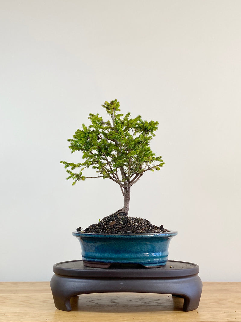 ORIENTAL SPRUCE (OS2104001)