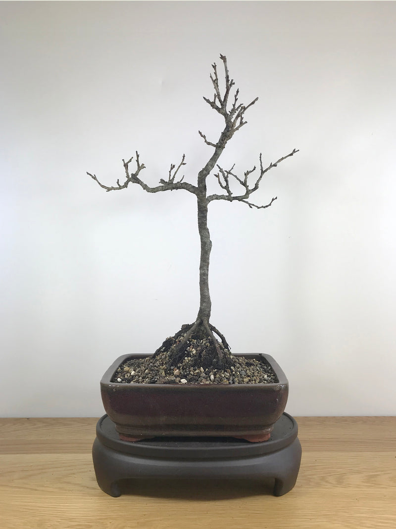 JAPANESE APRICOT - MiniGardens NZ