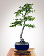 ENGLISH HORNBEAM