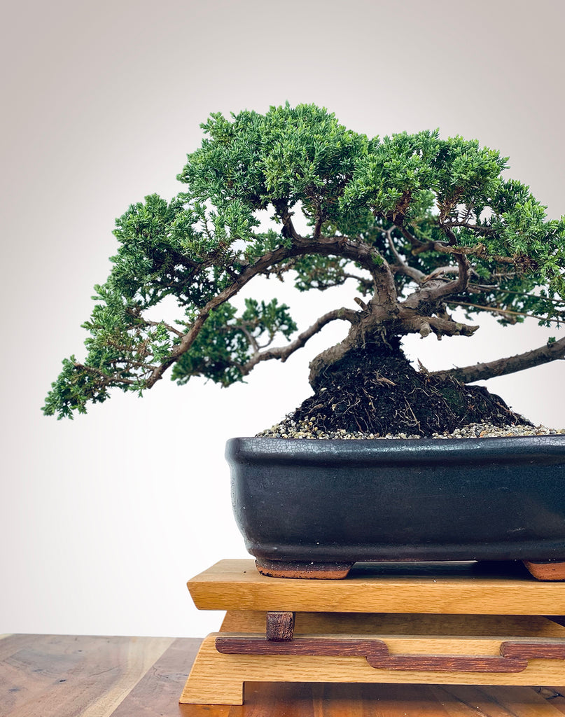 JAPANESE JUNIPER MiniGardens Bonsai NZ