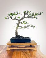 JAPANESE LARCH (TWO)