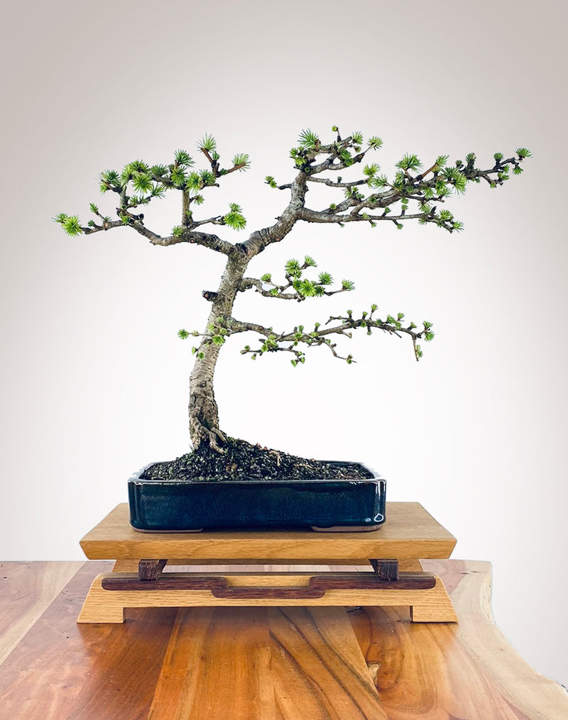 JAPANESE LARCH (TWO)