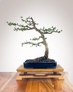 JAPANESE LARCH (TWO)