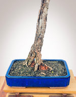 JAPANESE LARCH (ONE)