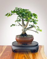 JAPANESE MAPLE (FOUR)