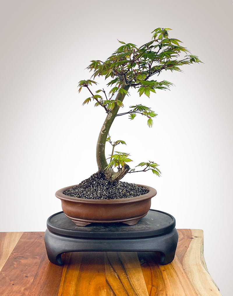 JAPANESE MAPLE (FIVE)