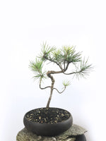JAPANESE BLACK PINE (PN1808004) - MiniGardens NZ