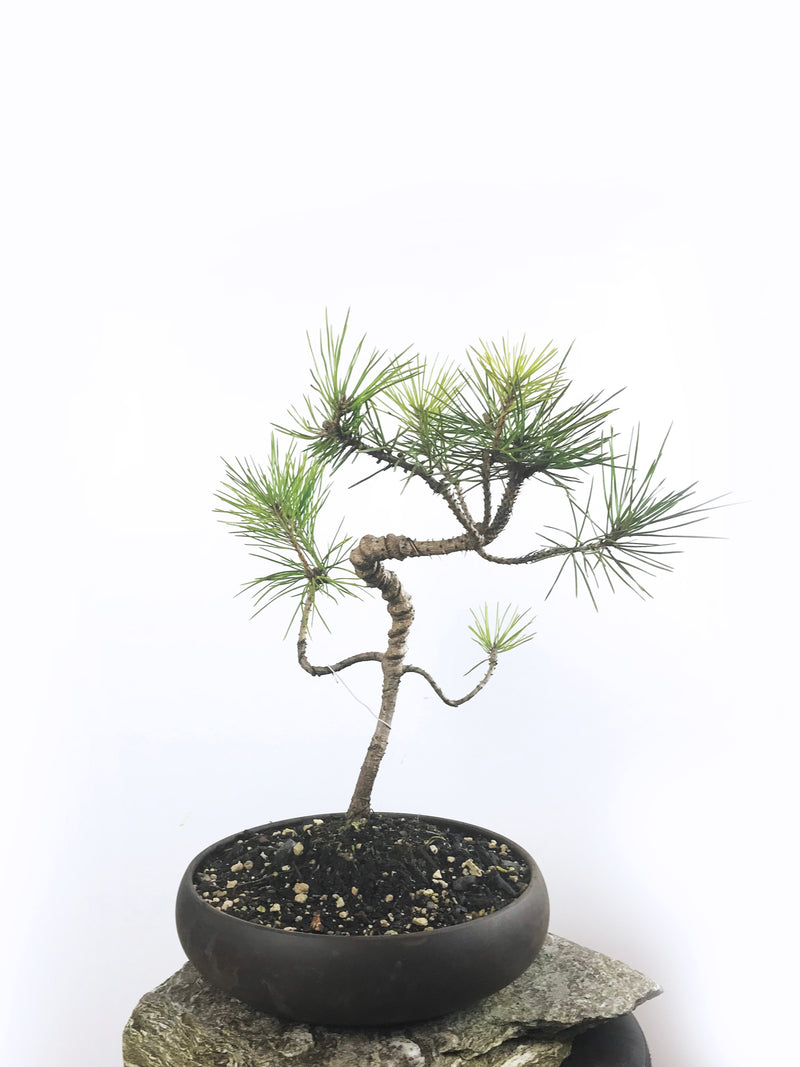 JAPANESE BLACK PINE (PN1808004) - MiniGardens NZ