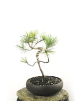 JAPANESE BLACK PINE (PN1808004) - MiniGardens NZ