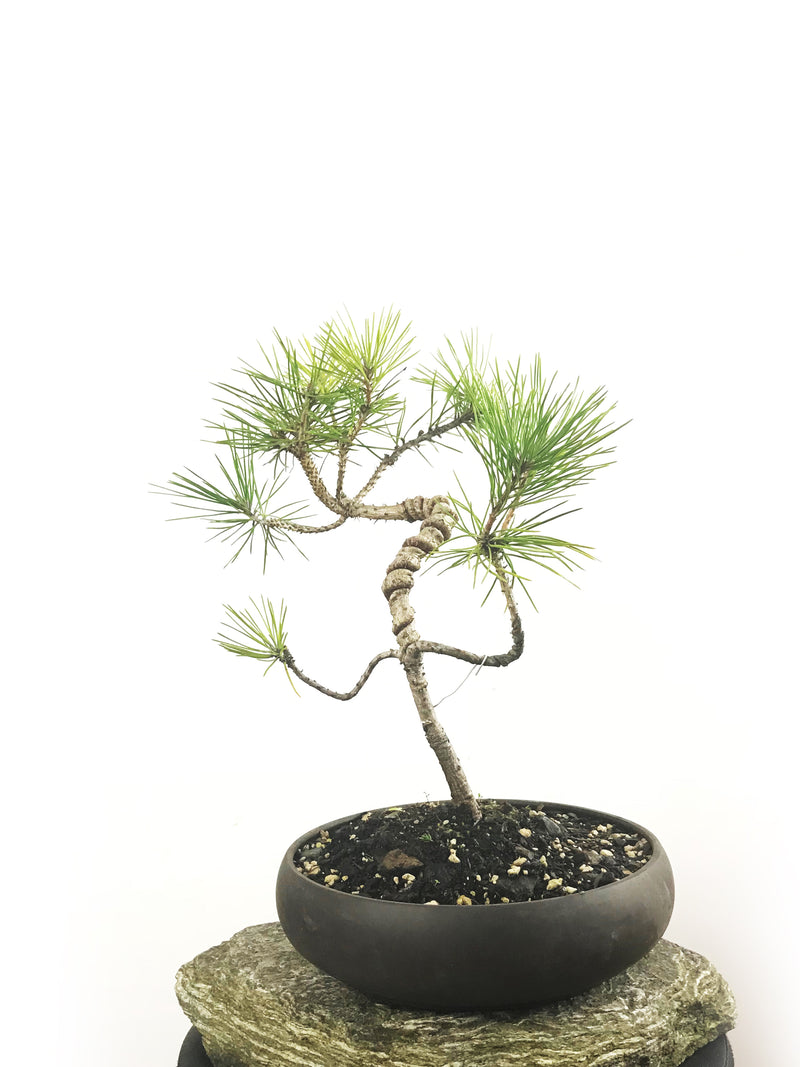 JAPANESE BLACK PINE (PN1808004) - MiniGardens NZ