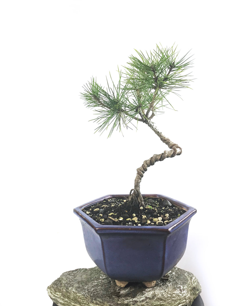 JAPANESE BLACK PINE (PN1808005) - MiniGardens NZ