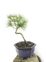 JAPANESE BLACK PINE (PN1808005) - MiniGardens NZ