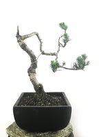 JAPANESE BLACK PINE (LITERARTI) - MiniGardens NZ