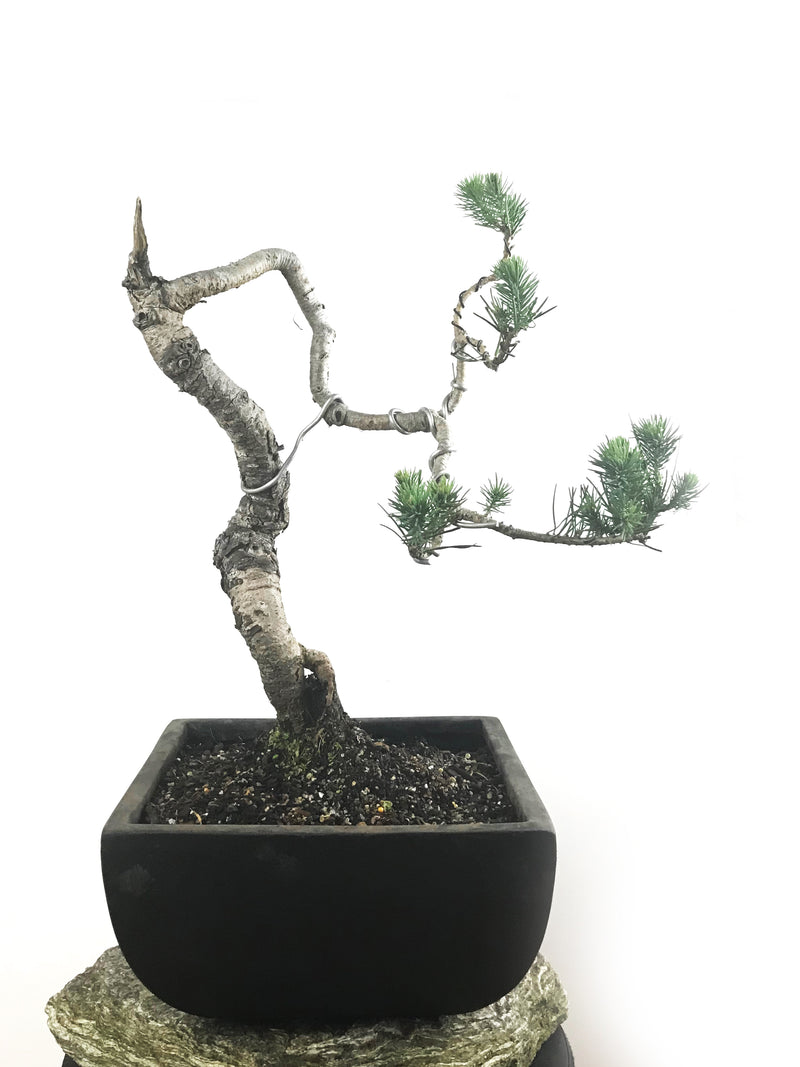 JAPANESE BLACK PINE (LITERARTI) - MiniGardens NZ