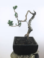 JAPANESE BLACK PINE (LITERARTI) - MiniGardens NZ