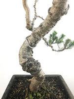 JAPANESE BLACK PINE (LITERARTI) - MiniGardens NZ