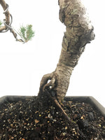 JAPANESE BLACK PINE (LITERARTI) - MiniGardens NZ