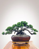 JAPANESE JUNIPER II