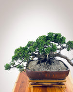 JAPANESE JUNIPER II
