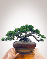 JAPANESE JUNIPER II