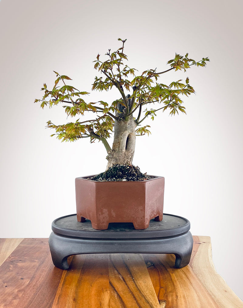 JAPANESE MAPLE