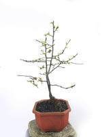 JAPANESE QUINCE - MiniGardens NZ