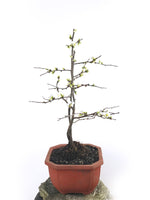 JAPANESE QUINCE - MiniGardens NZ